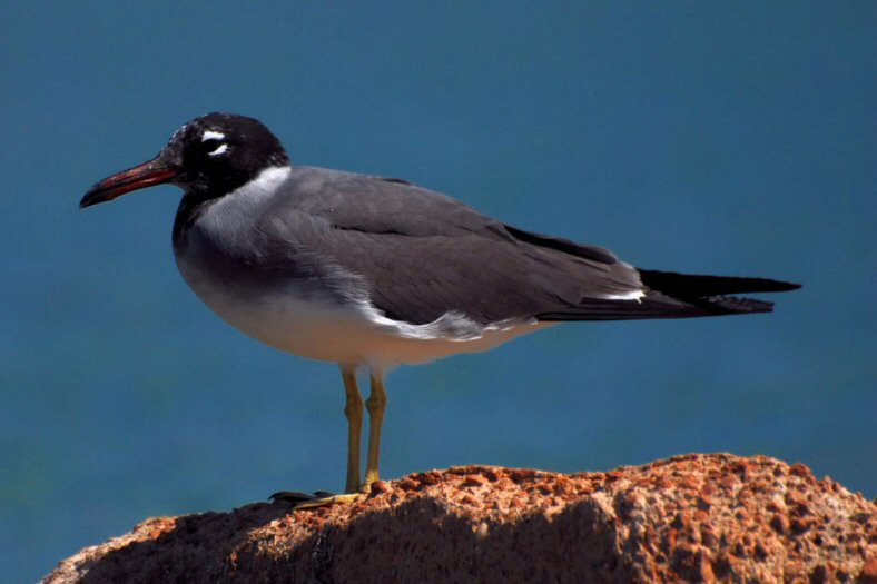 white Eyed Gull 